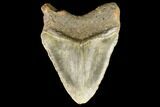 Bargain, Fossil Megalodon Tooth - North Carolina #124332-2